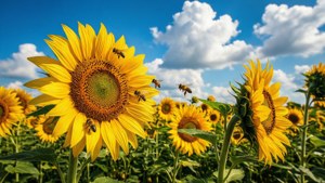 August Sunflower Field