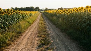 August Sunflower Road