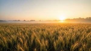 August Sunrise Gold
