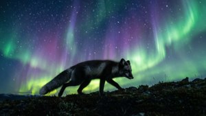 Aurora Fox