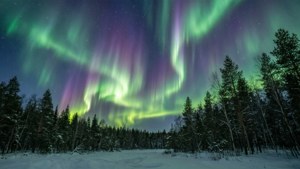 Aurora Over Snowy Forest