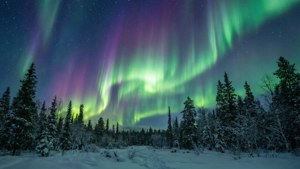 Aurora Over Snowy Forest