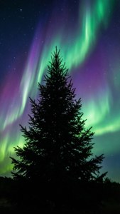 Aurora Sky Tree
