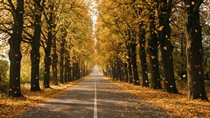 Autumn Avenue