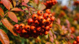 Autumn Berries Close-Up