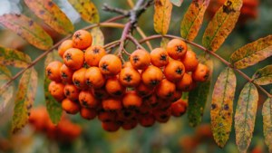 Autumn Berry Cluster
