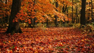 Autumn Blaze in Vernon Forest