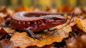 Autumn Camouflage