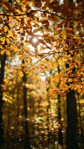 Autumn Canopy Glow