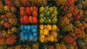 Autumn Canopy Microsoft