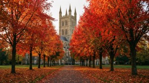 Autumn Cathedral Path