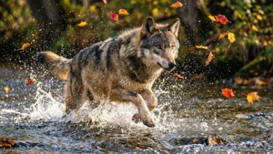 Autumn Chase