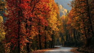 Autumn Colors of Kashmir