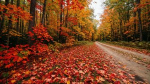 Autumn Colors of Vernon Forest