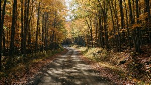 Autumn Dirt Road