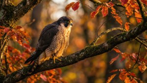 Autumn Falcon Perch