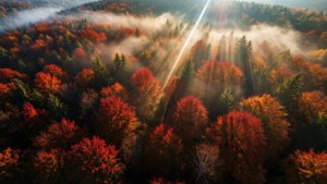 Autumn Forest Aerial