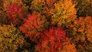Autumn Forest Aerial