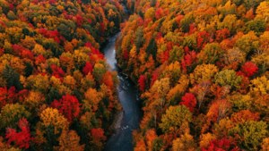 Autumn Forest Aerial