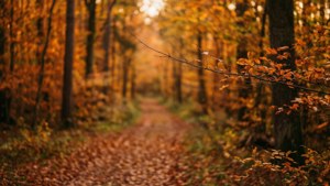 Autumn Forest Blur