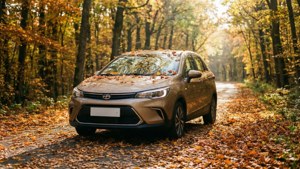 Autumn Forest Drive