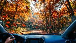 Autumn Forest Drive