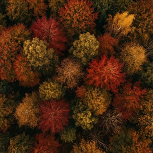 Autumn Forest Grain