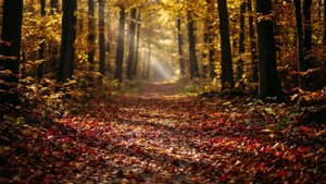 Autumn Forest Path