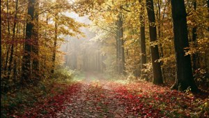Autumn Forest Path