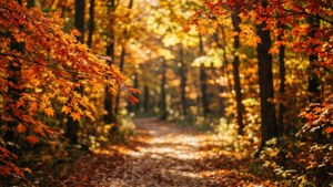 Autumn Forest Path