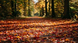 Autumn Forest Path