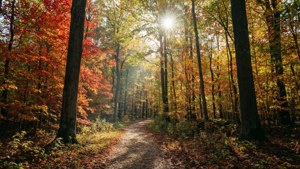 Autumn Forest Path