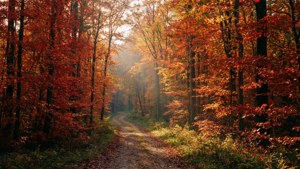 Autumn Forest Path