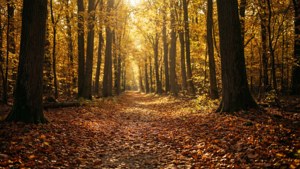 Autumn Forest Path