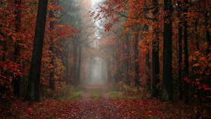 Autumn Forest Path