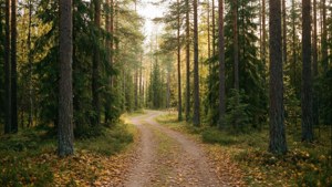 Autumn Forest Path