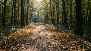 Autumn Forest Path at Paneriai
