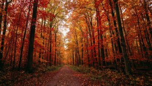 Autumn Forest Path