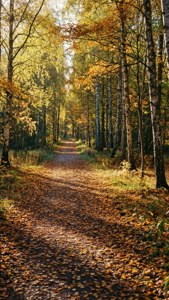 Autumn Forest Path
