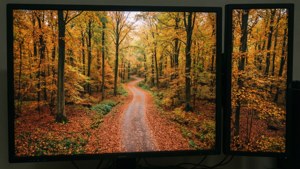 Autumn Forest Path