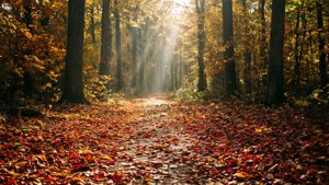 Autumn Forest Pathway