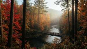 Autumn Forest River