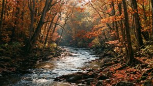 Autumn Forest River