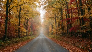 Autumn Forest Road
