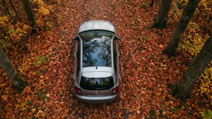 Autumn Forest Top