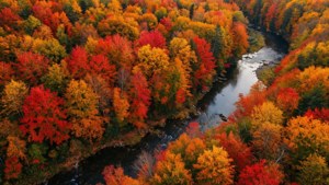 Autumn Forest Top Down