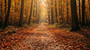 Autumn Forest Walk