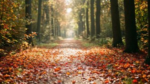Autumn Forest Walk