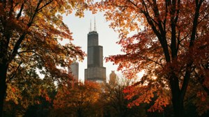 Autumn Frame of Willis Tower