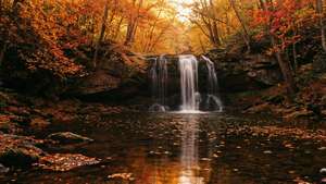 Autumn Gold Cascade